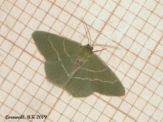 1670 Chlorissa viridata (Small Grass Emerald)