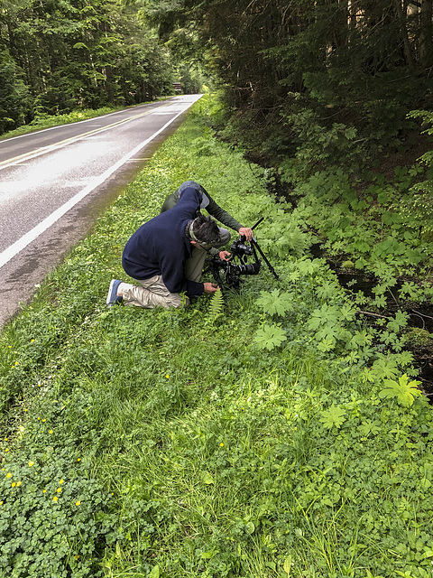 Jim and Walter photographing Platanthera stricta (Slender Bog orchid)