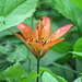 Western Wood Lily / Lilium philadelphicum