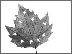 Leaf with Stars