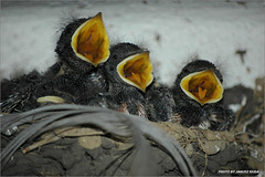 Young swallows - Concert of Three HungryTenors Singers