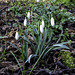 Snowdrops flowering in the woodland