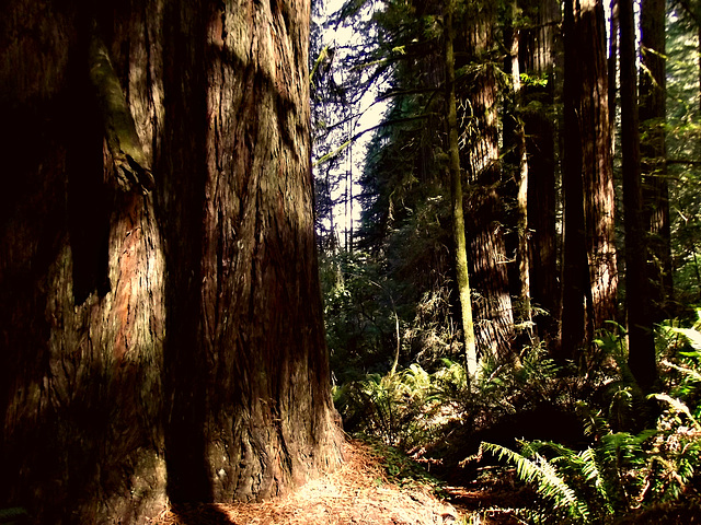 Jedediah Smith Redwoods