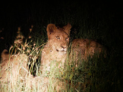 Lion at Night