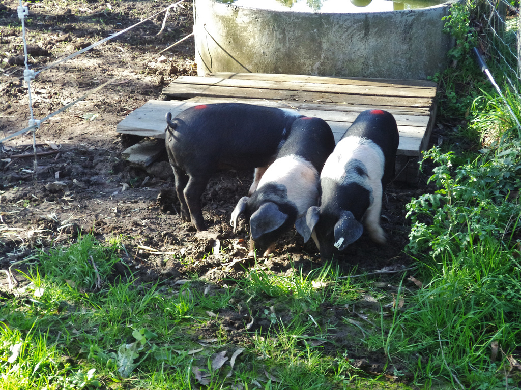 new piglets!