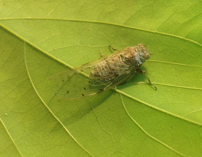 95 A Larger Cicada