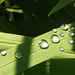 Some raindrops on the leaves