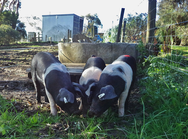 new piglets!