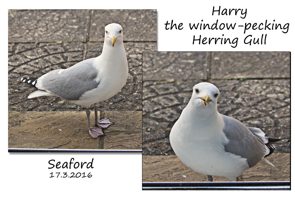Harry the Herring Gull - Seaford - 17.3.2016