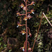Corallorhiza maculata var. ozettensis (Ozette Coralroot orchid)