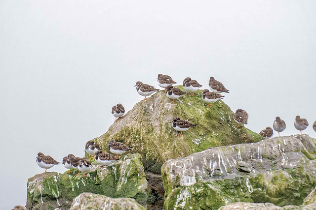 Turnstones at West Kirby