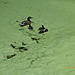 la famille canards de LA ROCHE JAGU