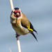 Gold Reed Finch