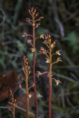 Corallorhiza maculata var. ozettensis (Ozette Coralroot orchid)