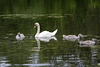 Sweden, Stockholm, Swan Family in the Pond of the Park of Drottningholm