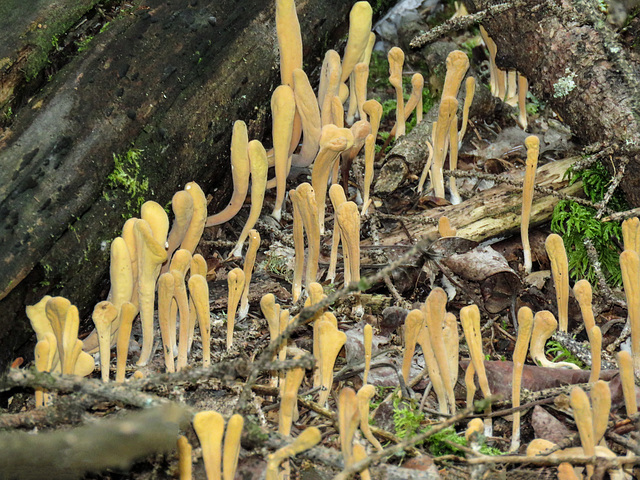 Pestle Fungus / Clavariadelphus ligula