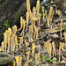 Pestle Fungus / Clavariadelphus ligula