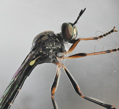 stripe legged robber fly-face DSC 3118b