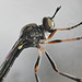 stripe legged robber fly-face DSC 3118b