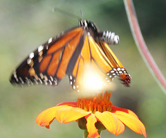 Monarch In Motion ..
