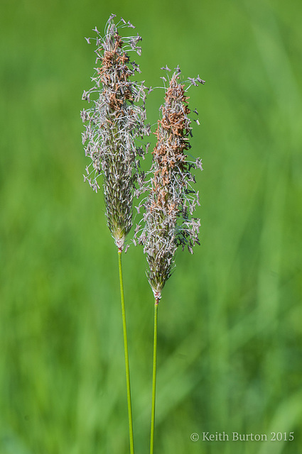 Meadow Foxtail