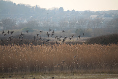 Teal flying around Ouse Estuary Nature Reserve - Denton - Sussex - 17.3.2016