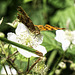 Comma butterfly feeding