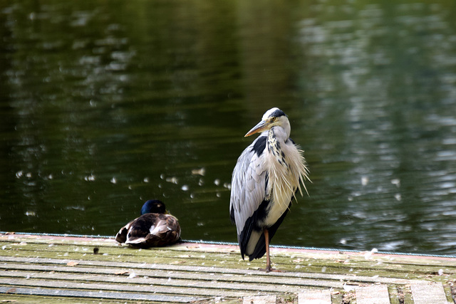 Shearwater Lake ~ Heron & Duck.
