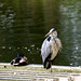 Shearwater Lake ~ Heron & Duck.