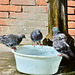 Venice 2022 – Pigeon conference