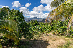 palms, bananas and mountains