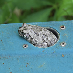 Toad in an electrical box