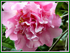 Camellia.