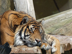 Sumatran Tiger (1) - 21 May 2019