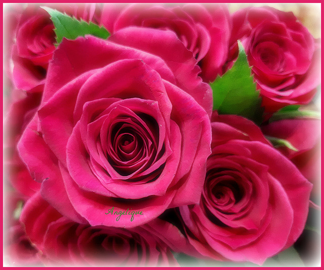 Des Roses pour vous et bon Mercredi !