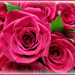 Des Roses pour vous et bon Mercredi !