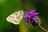 1) Schachbrettfalter lieben violette Blüten - Marbled whites love purple flowers