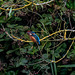 Kingfisher on its favourite branch