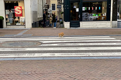 Cat crossing the street at the zebra crossing