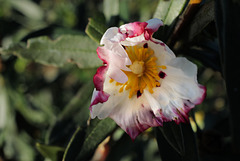 Cistus ladanifer, the first one dancing in the North wind