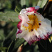 Cistus ladanifer, the first one dancing in the North wind
