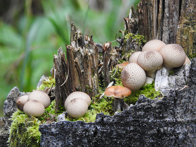 Puffballs and others growing on a tree stump