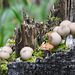 Puffballs and others growing on a tree stump