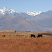 Two cows in the Andes Mountains