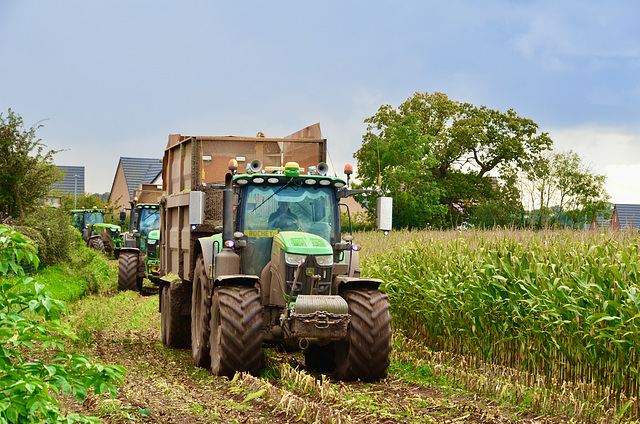 Corn crop harvesting
