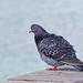 Feral Pigeon (+PiP)