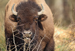 bison d' Europe