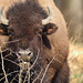 bison d' Europe