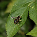 Wool carder bee (Anthidium manicatum)