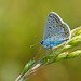 Hauhechel-Bläuling: Die erste Generation fliegt schon - Common blue butterfly: The first generation is already flying